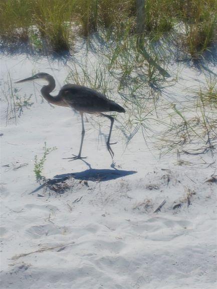 Holiday Surf and Racquet Unit 713 25