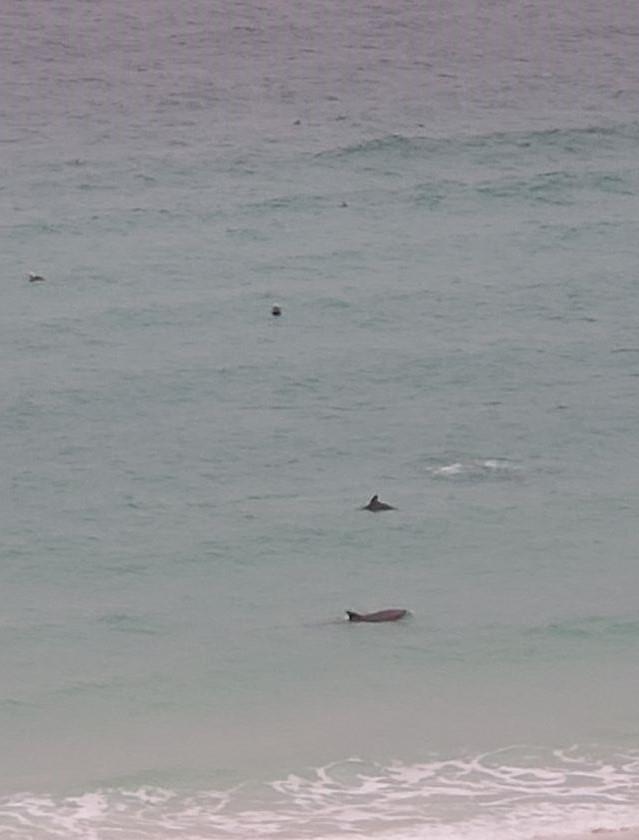 Holiday Surf and Racquet Unit 713 29