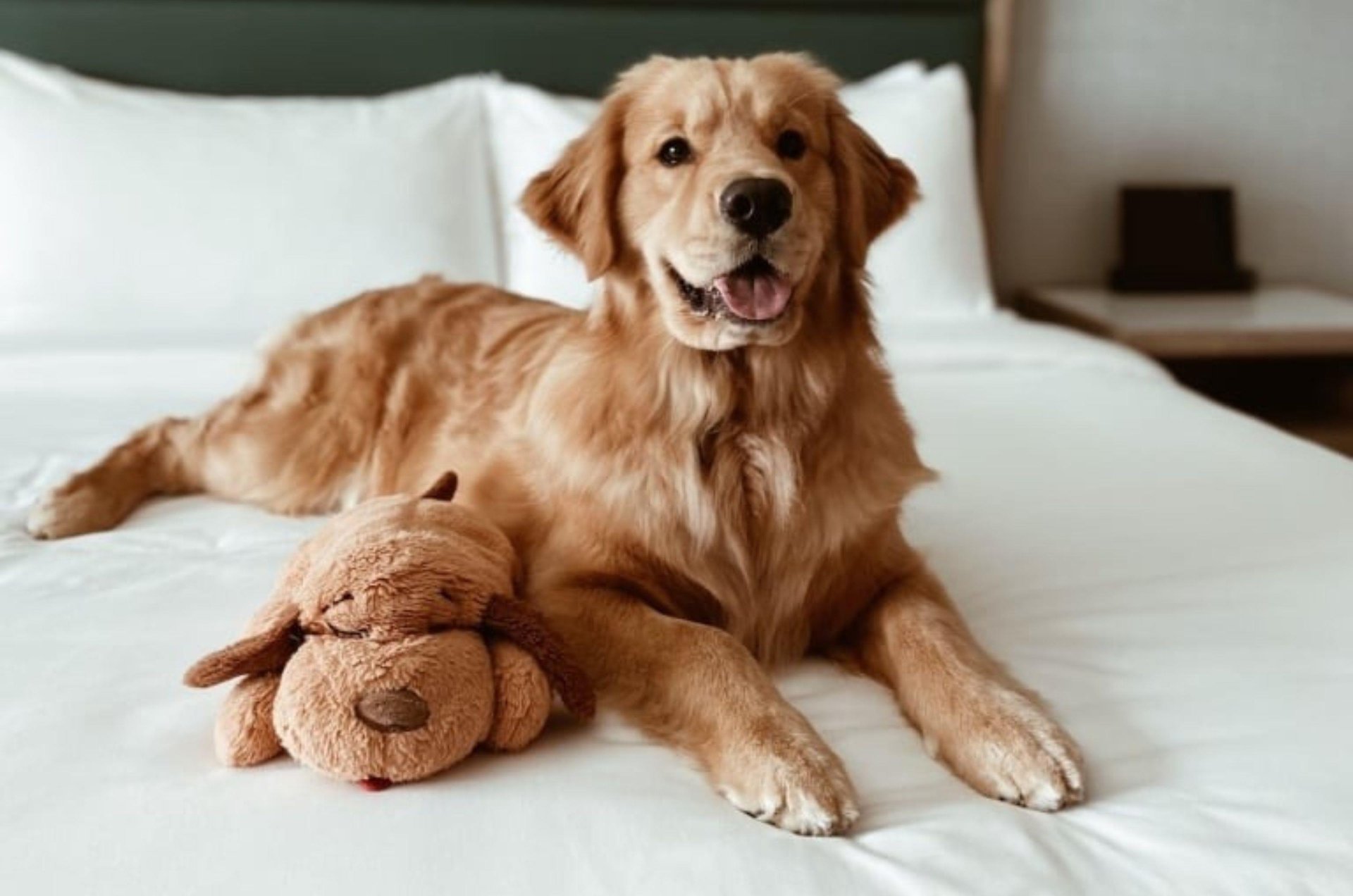 A golden retriever on a bed in a petfriendly room at Hotel Effie in Destin Florida