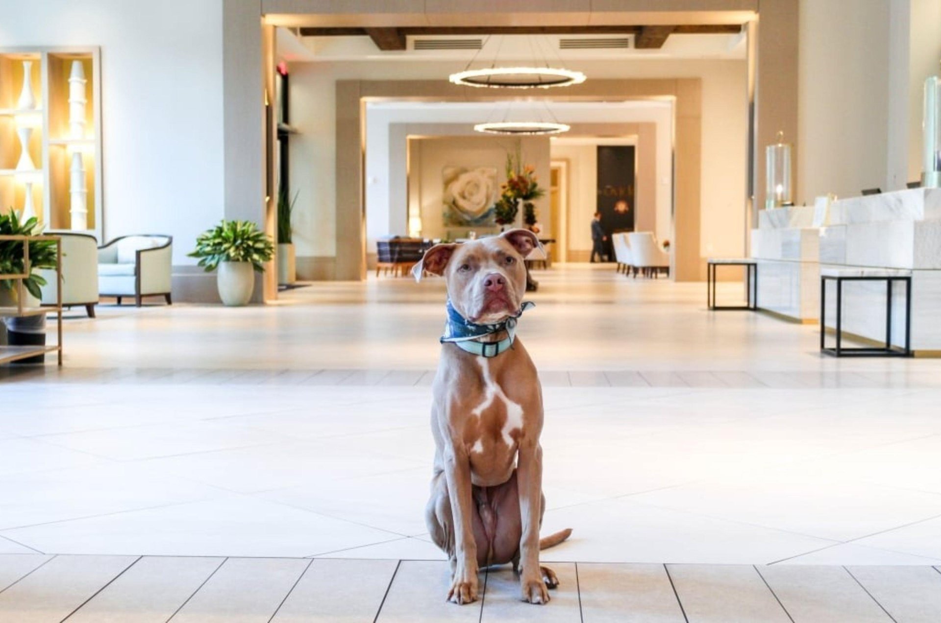 A dog posed in the lobby at Hotel Effie Sandestin in Florida