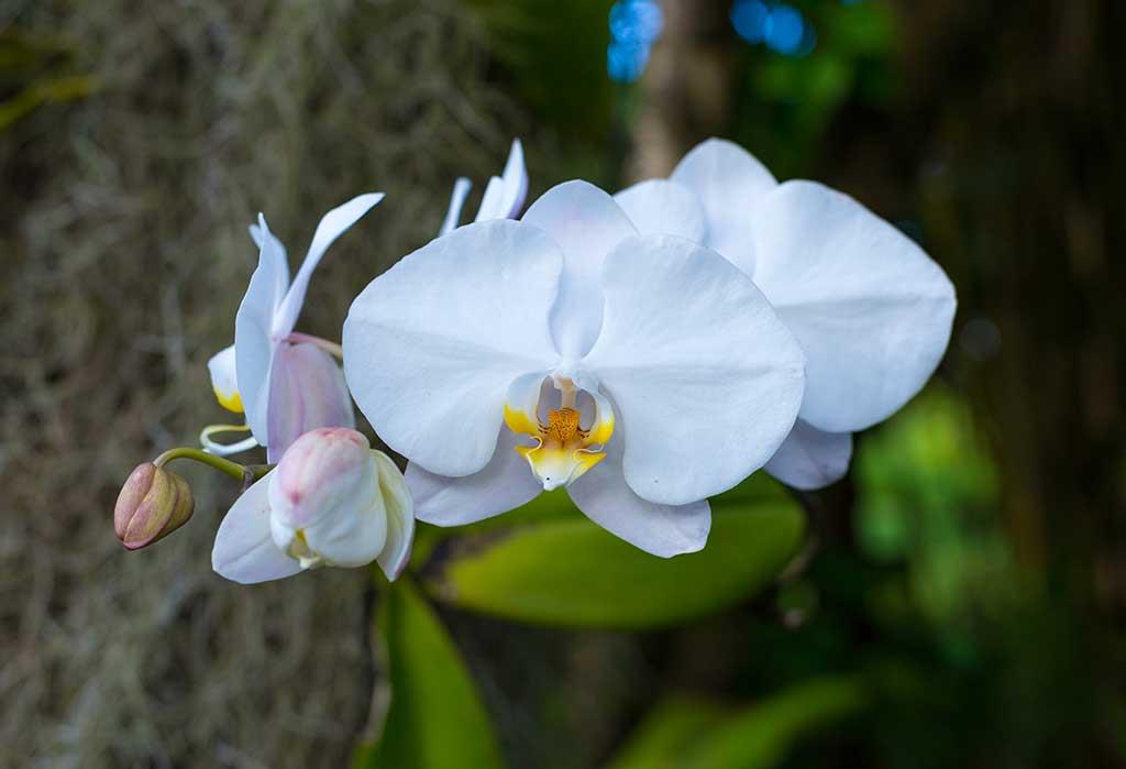 Hanalei Happy Place Main House 22