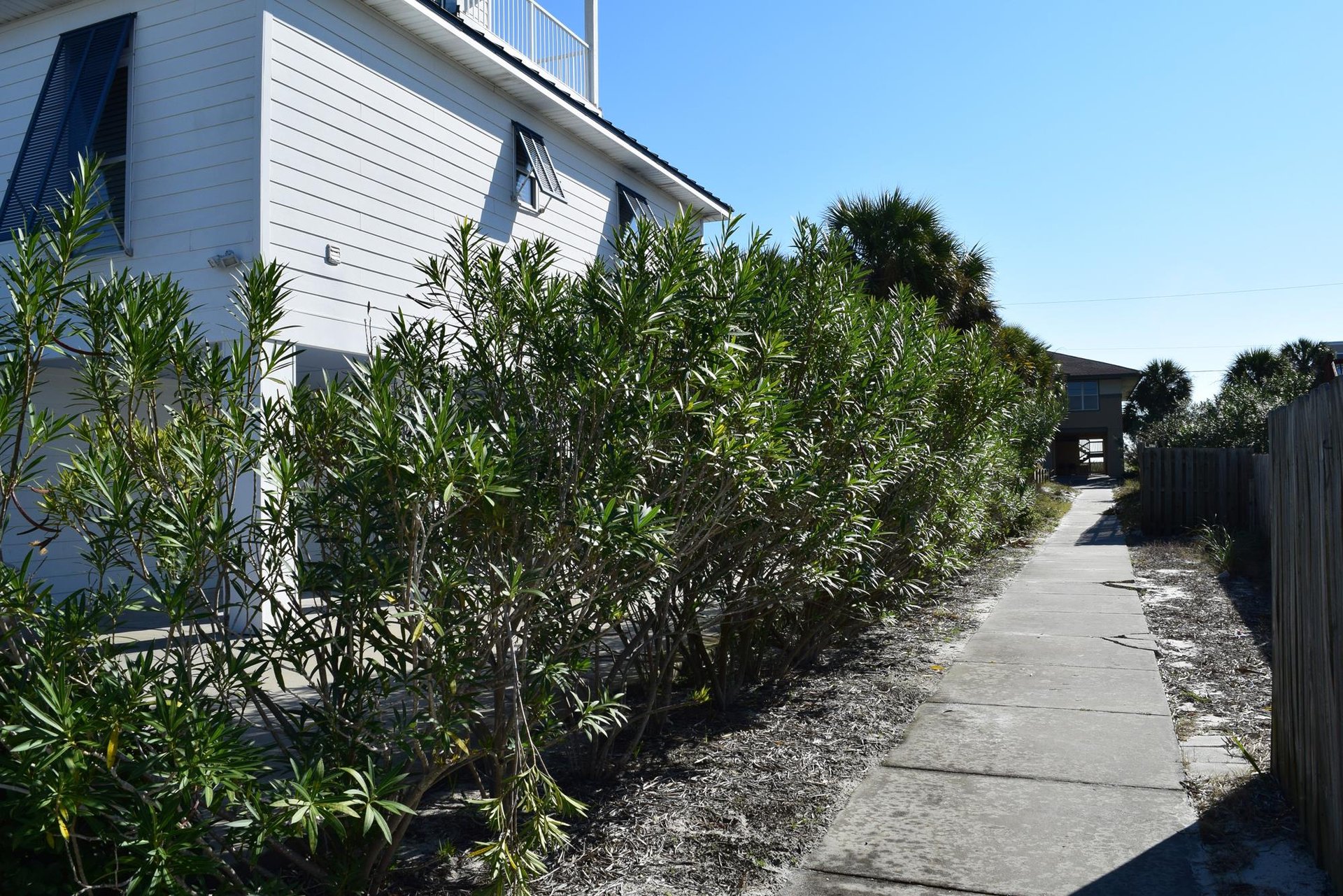 Maldonado 102  Bella Blue 28