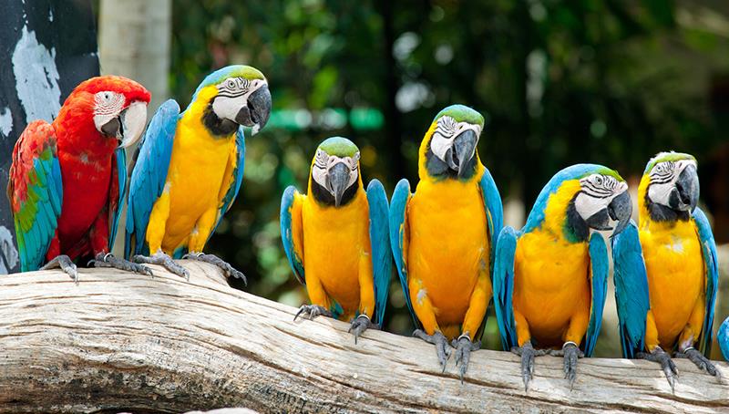 Macaws430.jpg