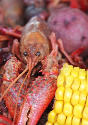 106453 Pensacola Crawfish Festival