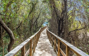 Preserve Trail Walk to the Beach