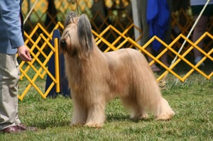 131329 Dogshow6481791_1280