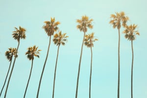 146985 Palmspringswalkofstars