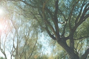 147089 Sunnylandstheannenbergestate