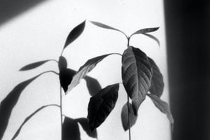 155514 Filmnoirfestivalinpalmsprings