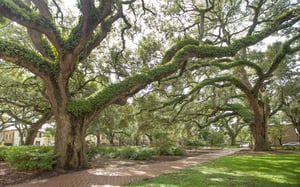 Promenade through Savannahs squares.