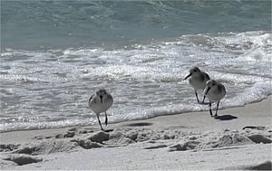 Miramar Beach Villas 113  The Sandpiper 53