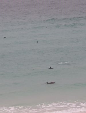 Holiday Surf and Racquet Unit 713 29
