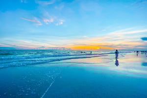 Blue Palm 21