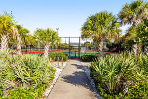 Blue Palm 33