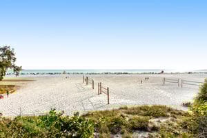Blue Palm 36