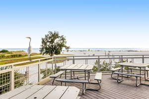 Blue Palm 38