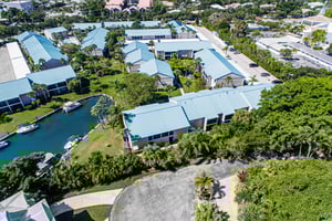 Blue Palm 41