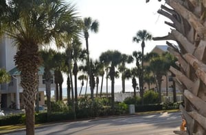 Pa.m trees dot Caribbean Dunes landscape.