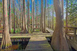 Cassine Village nature trail