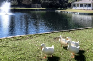 Ocean Walk lake with fountain, lawn space, and resident ducks near the walking paths.