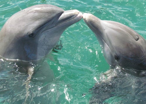 6612 Dolphin1974975_1280