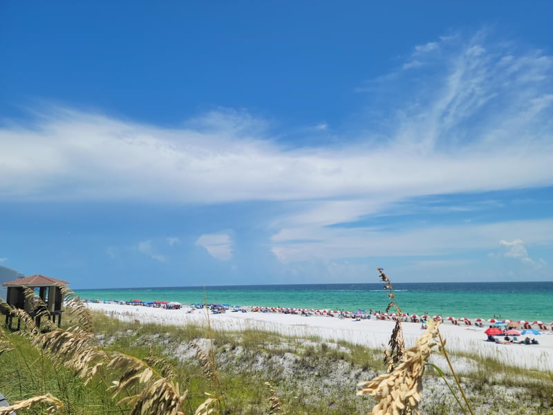 1292536 Mediterranea