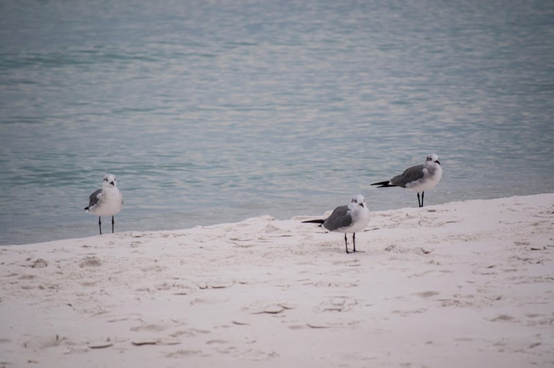 147792 Seagulls_01