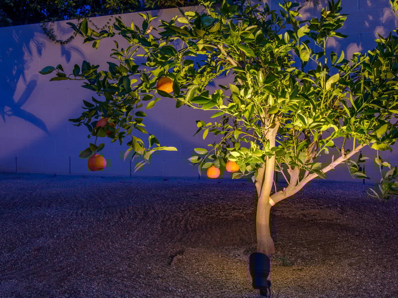 Lovely Citrus Tree