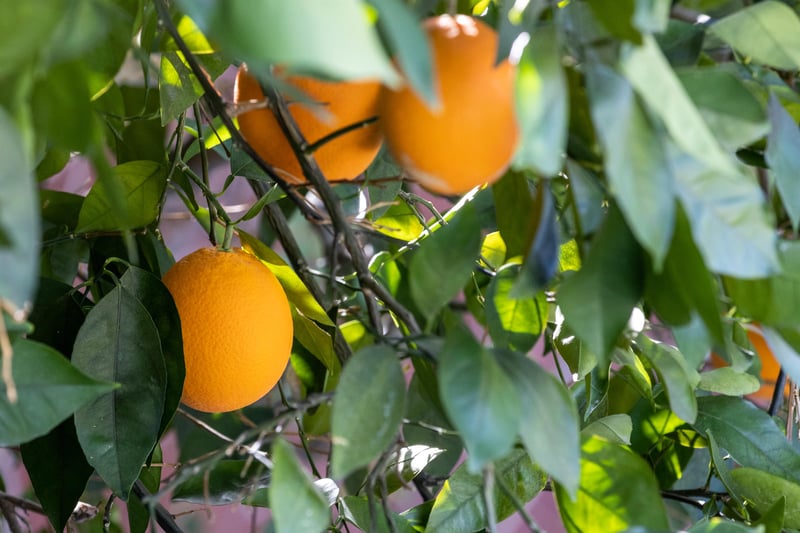 Citrus trees