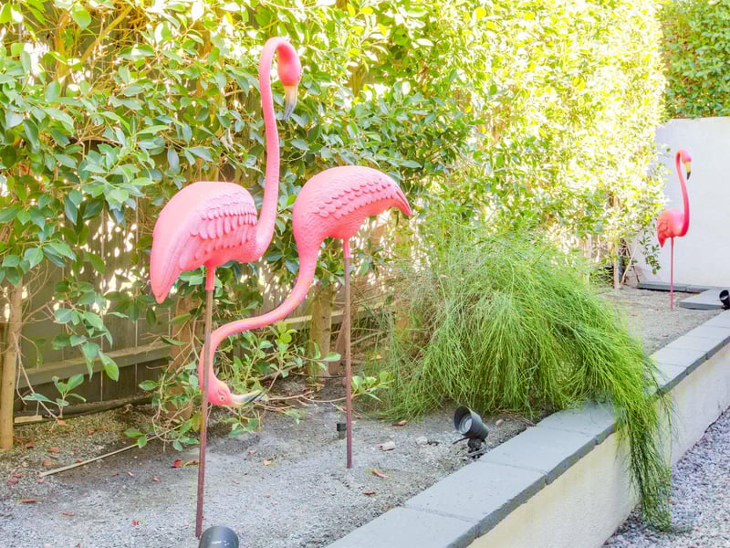 Flamingos