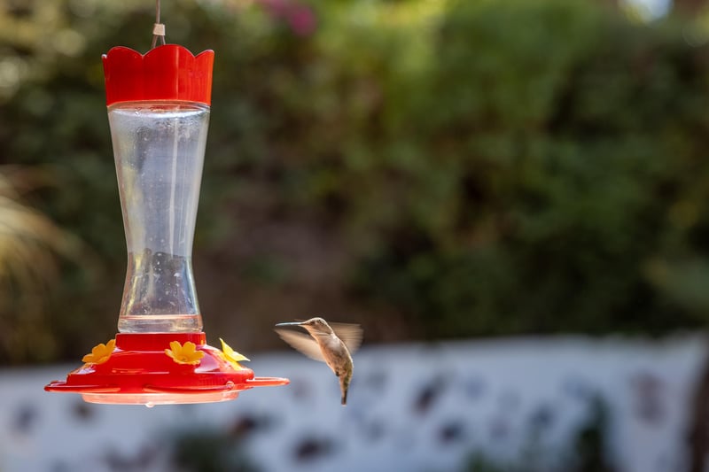 See if you can spot a hummingbird or two