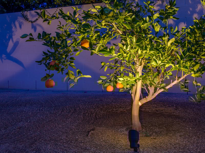 Lovely Citrus Tree