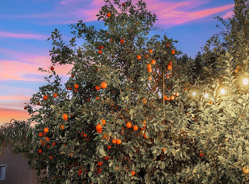 Orange Blossom Hideaway