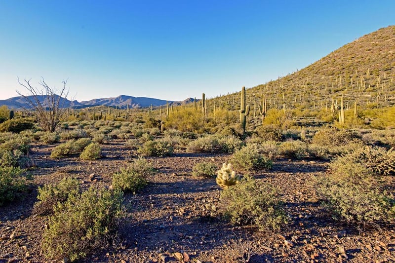Climb a mountain, take a hike, avoid the jumping cacti