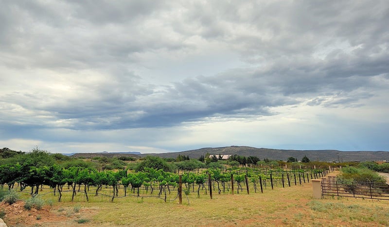 Views Of The Vineyard. Yes You Can Eat The Grapes When They Are In Season