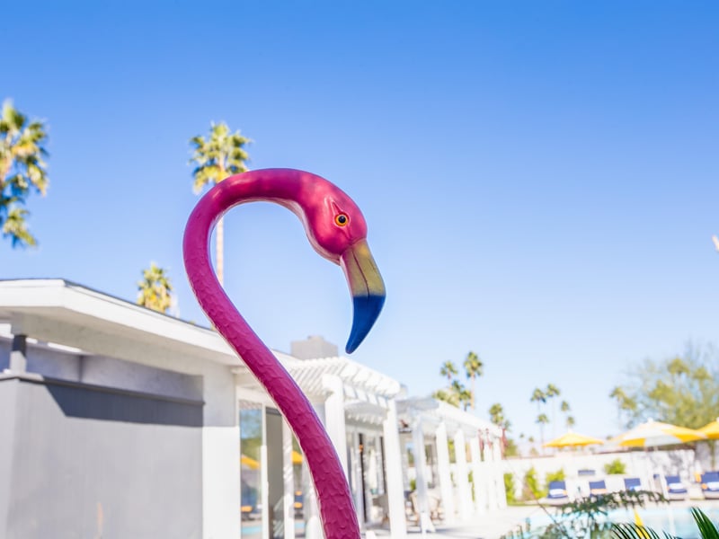 Flamingo