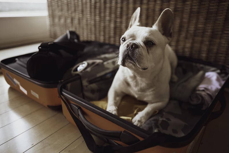 25346 Petfriendlytravelingfrenchie