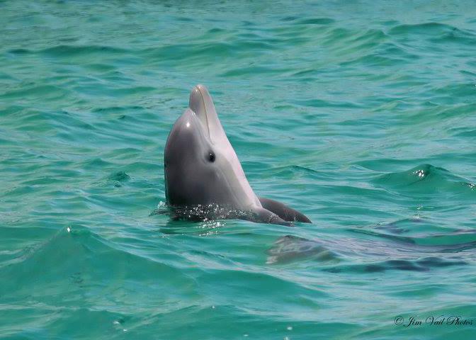 6600 16708632_10154169007721360_7577506093476863990_n