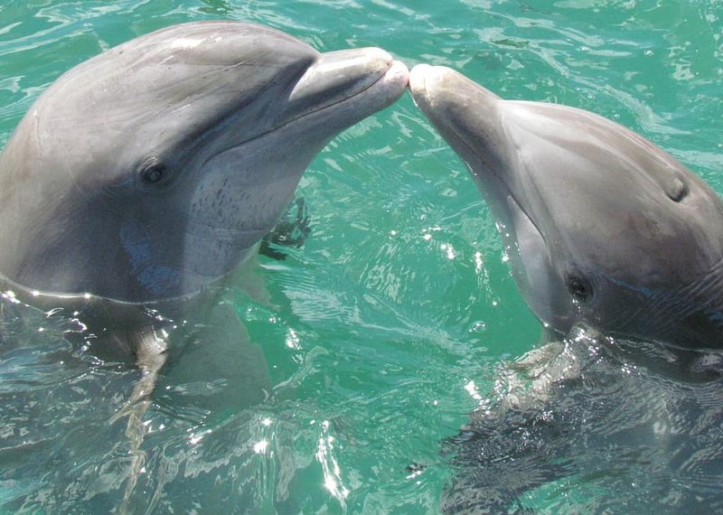 6612 Dolphin1974975_1280