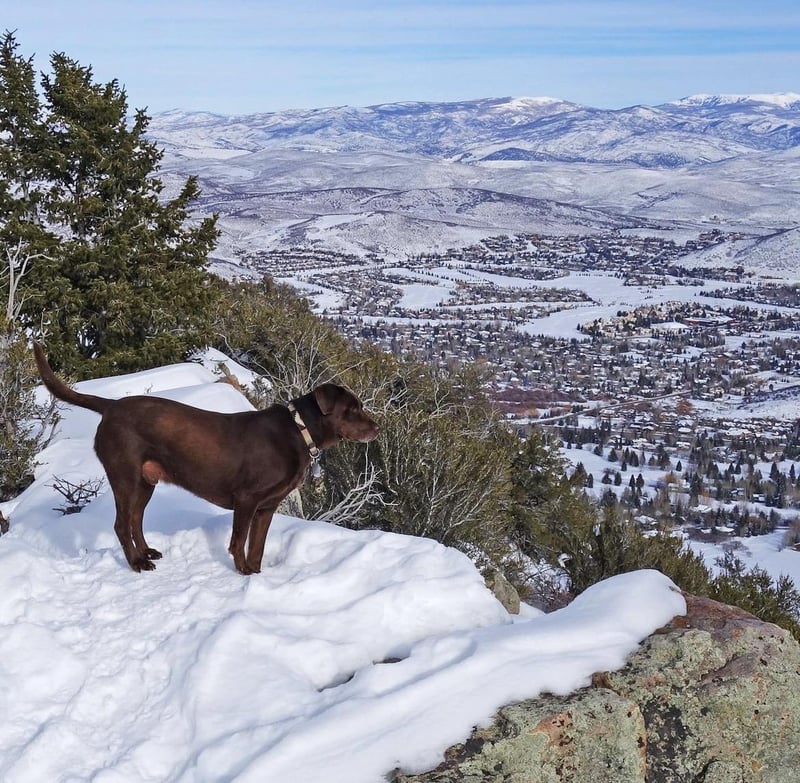 265894 Park City Lodging Is Petfriendly
