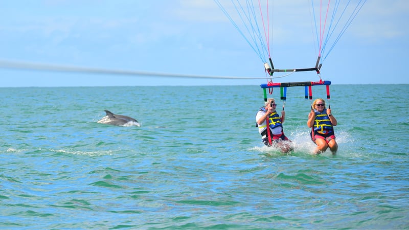 dolphin encounter during parasailing adventure