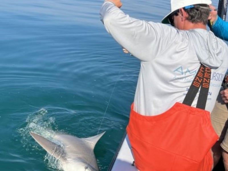 An angler reeling in a shark