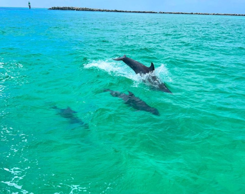 1272855 Dolphin Sightings Are Guaranteed