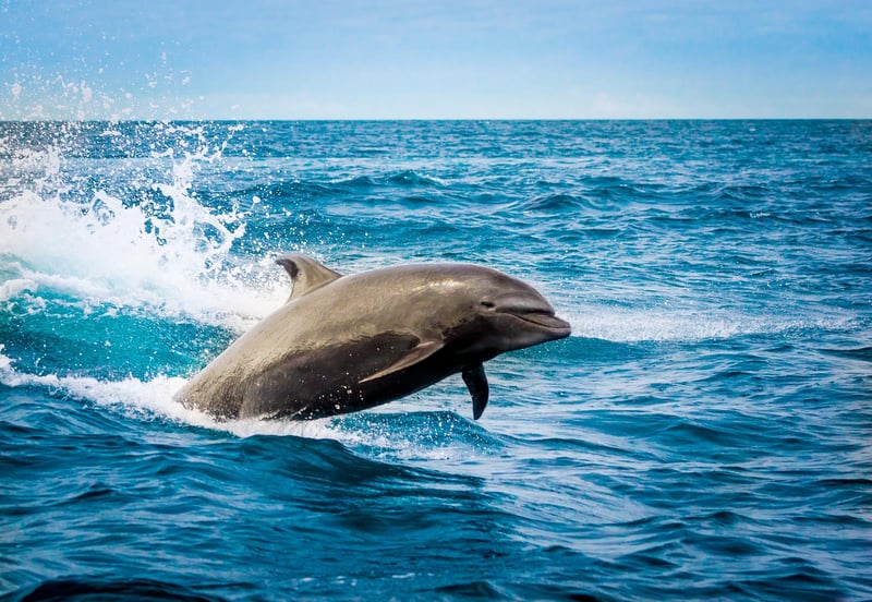 dolphin jumping out of the Gulf water in Panama City Beach, FL