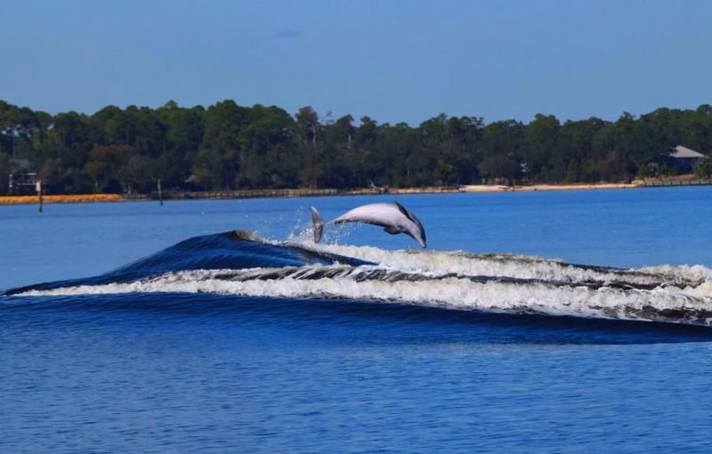dolphin jumping out of the water in Orange Beach, Alabama