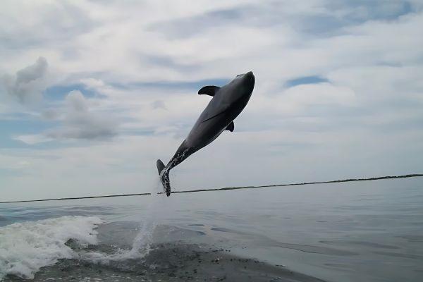 Bottlenose dolphin leaping out of the water during a Pensacola Beach dolphin cruise