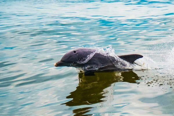Closeup of a bottlenose dolphin swimming beside a boat on a Pensacola dolphin watching tour.