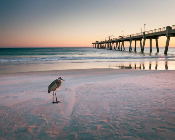 Great blue heron standing on Fort Walton Beach shoreline at sunset with pier in the background