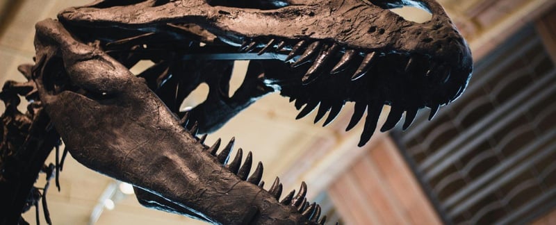 Closeup of dinosaur skull fossil exhibit inside Emerald Coast Science Center