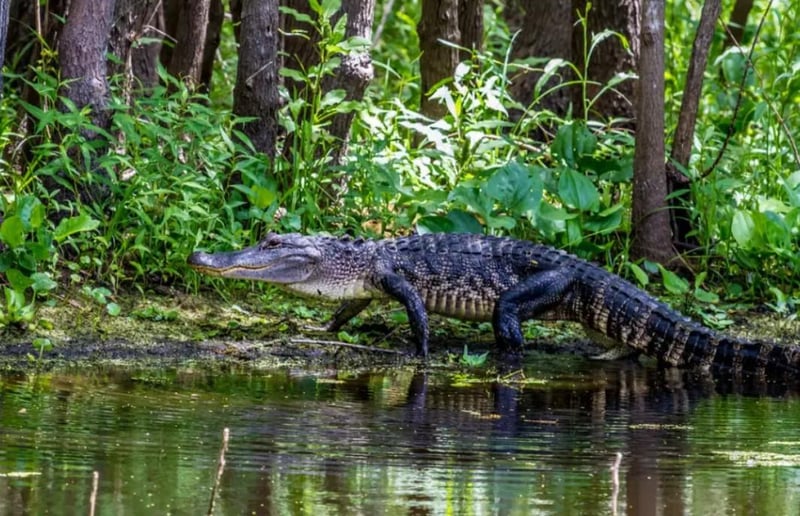 Alligator walking along waters edge in natural marsh habitat near Panama City Beach